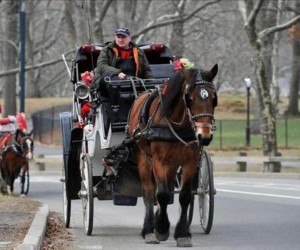 Concejales critican propuesta para regular caballos Central Park