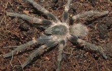 Uruguay: Hallan 60 tarántulas en sobres iban a RD