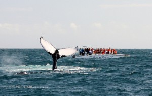 Abren temporada observación ballenas; esperan recibir 60 mil turistas