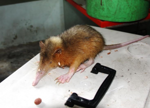 LA ALTAGRACIA: Rescatan solenodonte en peligro extinción LA ALTAGRACIA: Rescatan solenodonte en peligro extinción