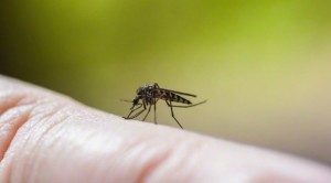 Brasil confirma muerte de cinco bebés por zika; hay 3,893 casos sospechosos