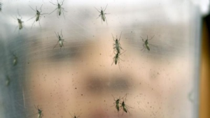 OMS: virus Zika se extenderá por casi todo el continente