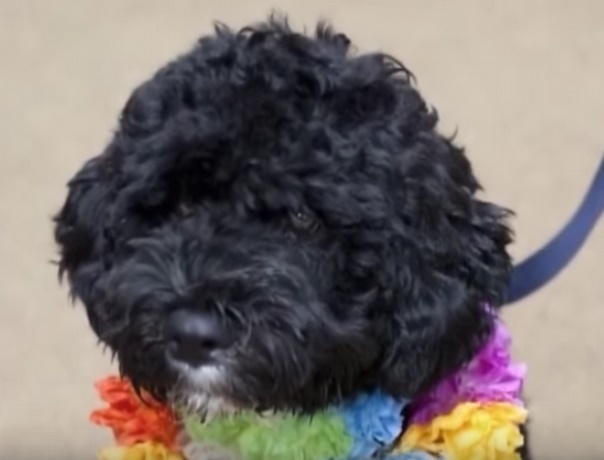 ESTADOS UNIDOS: Detienen hombre trató secuestrar perro de Obama imagen