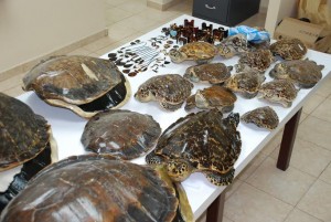 Instan abstenerse comprar artesanías concha de tortuga