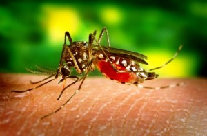 VENEZUELA: detectan nuevos casos de síndrome neurológico vinculado con zika