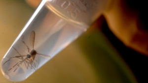 Recomiendan abstinencia a viajeros hayan visitado zonas con zika Recomiendan abstinencia a viajeros hayan visitado zonas con zika