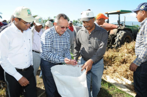 SJM: Ministro Agricultura encabezó inicio recolección de habichuelas SJM: Ministro Agricultura encabezó inicio recolección de habichuelas