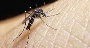 Zika y dengue reflejan  descenso en RD