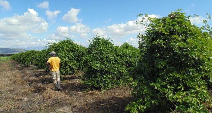 Programa Innovación Tecnológica apoya productores region Sur imagen