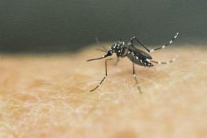 RUSIA: Primer caso de zika es de una mujer infectada en RD