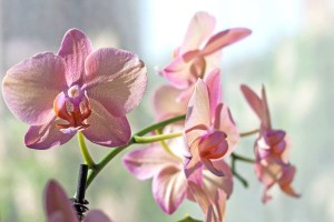 Jardín Botánico acogerá exposición y concurso de orquídeas del 10 al 13 marzo