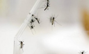 Consecuencias serán impactantes si se prueba vínculo zika-microcefalia