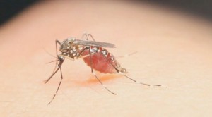 AZUA: Confirman 4 casos de zika AZUA: Confirman 4 casos de zika