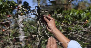 Caficultores piden auxilio; plantaciones están abandonadas