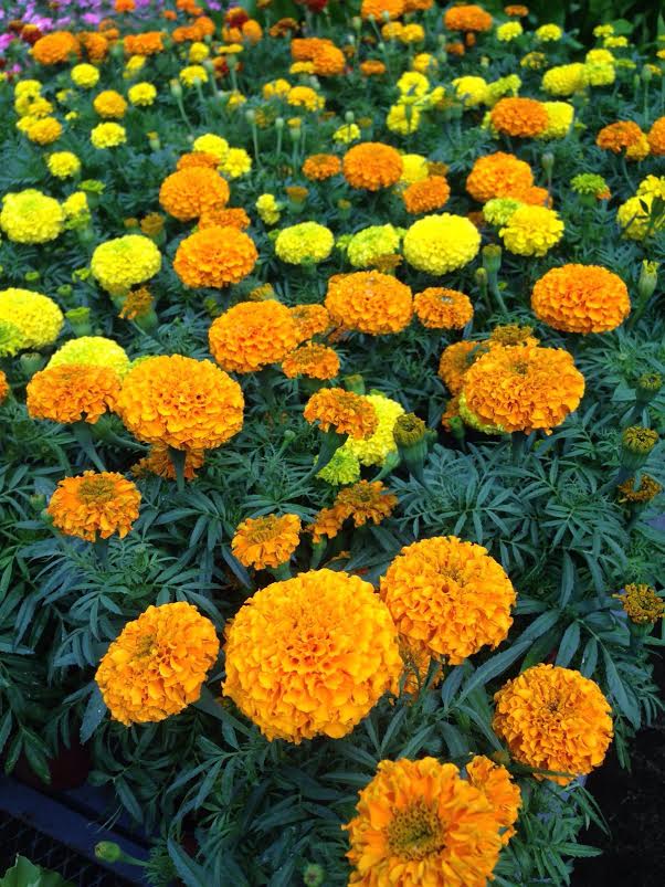 Agora: Diez mil flores para mamá imagen