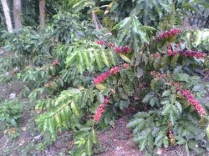 Logran buenos precios para café dominicano