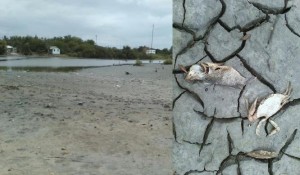 MANZANILLO: Mueren miles de especies marinas por sequía