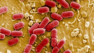 Preocupa a EU primer caso bacteria que resiste a todos los antibióticos