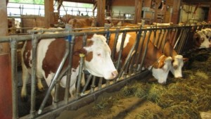 Ganaderos se quejan empresas reducen precios leche en finca