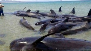MEXICO: Mueren decenas de ballenas al encallar en playa MEXICO: Mueren decenas de ballenas al encallar en playa