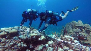 Hoteles de Romana- Bayahibe apoyan programa restauración de corales Hoteles de Romana- Bayahibe apoyan programa restauración de corales