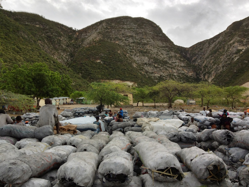Exhiben documental sobre deforestación en RD y Haití imagen