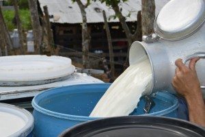 PUERTO PLATA: Buscan estabilizar el precio de la leche