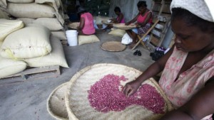 Causa polémica toneladas maní EU quiere enviar Haití Causa polémica toneladas maní EU quiere enviar Haití