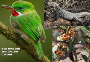 Exhiben en Londres tesoros naturales RD en peligro de extinción