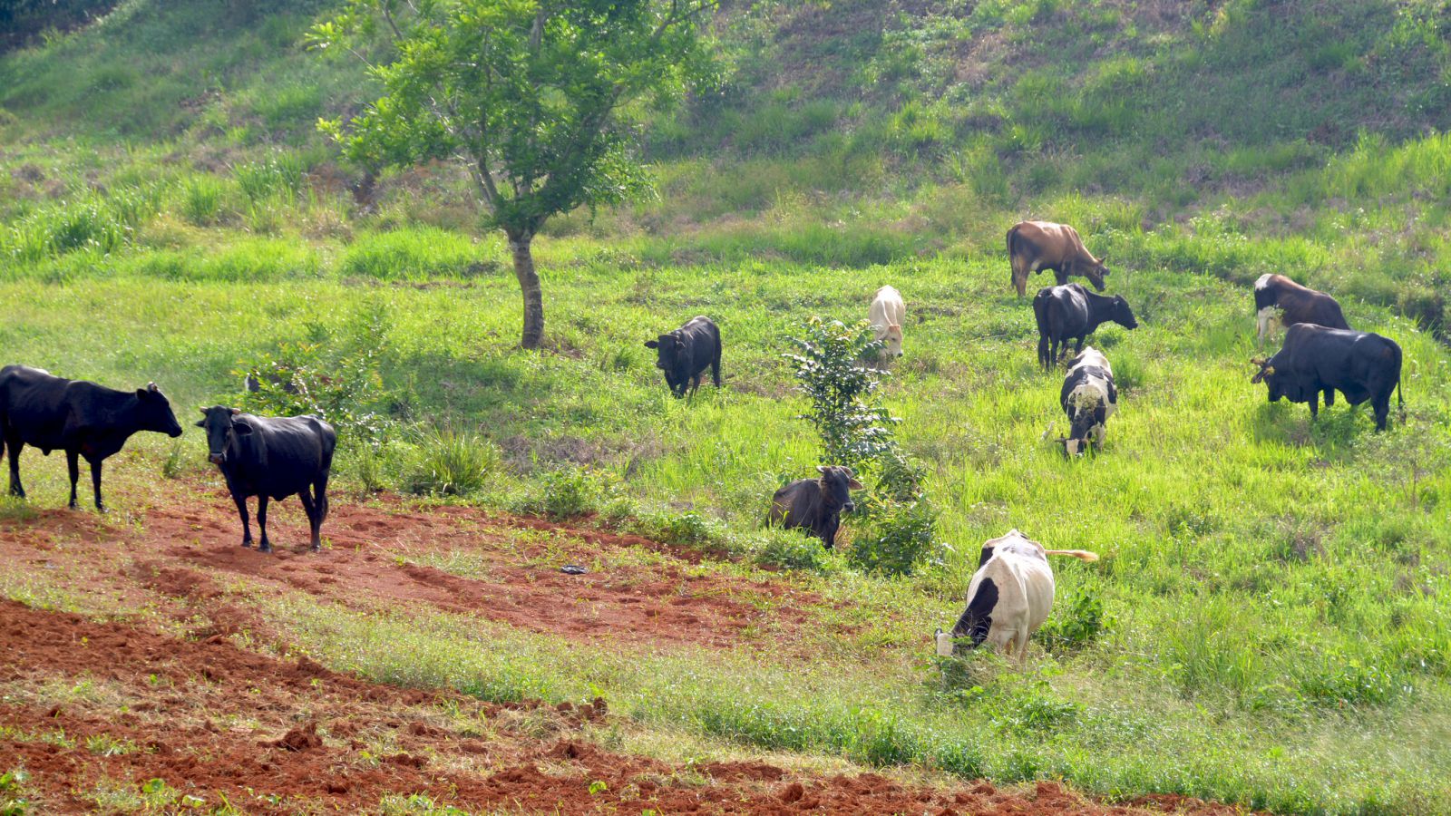 VILLA ALTAGRACIA: Gobierno aumentará producción apícola imagen
