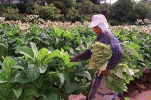 SANTIAGO: RD será sede encuentro regional del tabaco