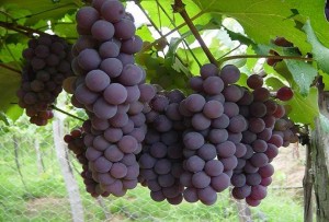 NEYBA: Gobierno apoyará a productores de uva