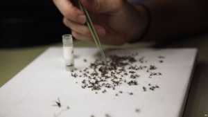 Harán pruebas humanas de vacuna contra Zika