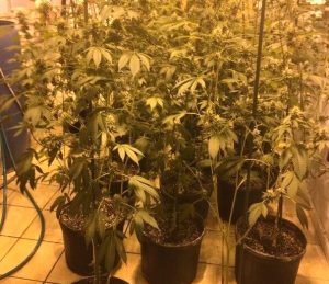 Policía descubre otro laboratorio de marihuana en El Bronx