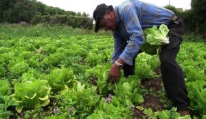 BID: América Latina prefiere los subsidios como apoyo agrícola BID: América Latina prefiere los subsidios como apoyo agrícola