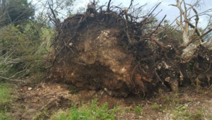 BARAHONA: Ventarrón derriba árboles, café, cítricos y bananos