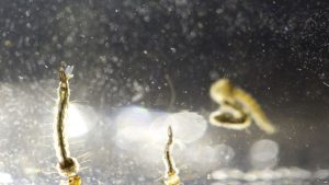 TEXAS: Zika reduce drásticamente fertilidad en ratones