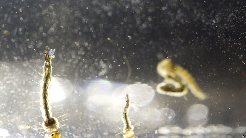 TEXAS: Zika reduce drásticamente fertilidad en ratones imagen