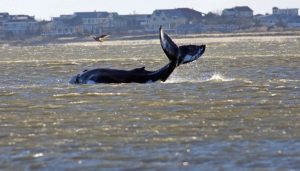 Ballena se paseó por Alto Manhattan encalla en Long Island