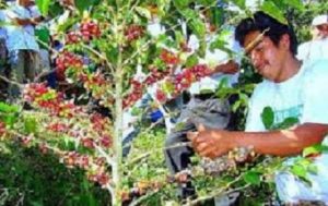 BARAHONA: Caficultores denuncian «falta de atención» del Gobierno