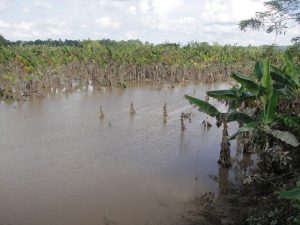 COTUI: Lluvias causan cuantiosos daños a la agricultura