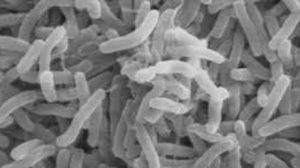 Reportan en Haití 3.400 casos «sospechosos» de cólera