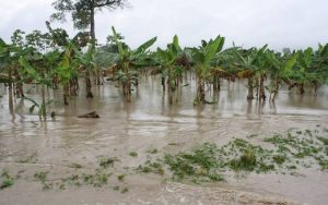 Agricultura pasa balance a daños