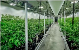 FLORIDA: Legaliza la marihuana para uso medicinal