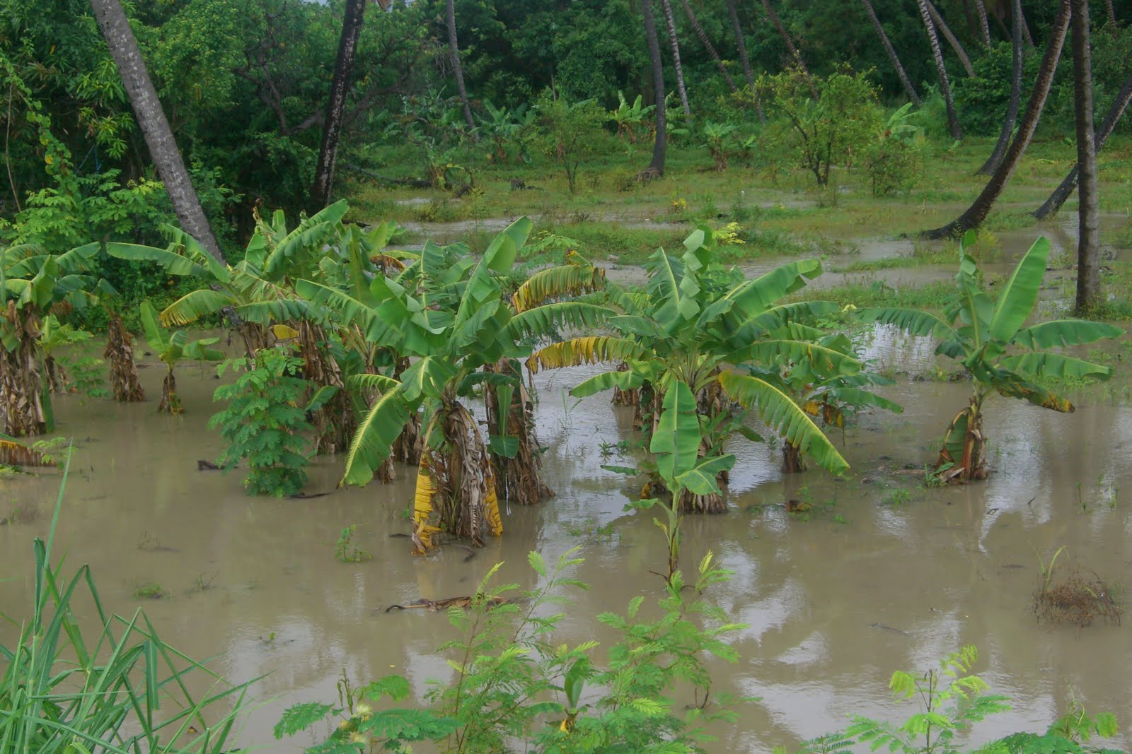 Inundaciones dejan pérdidas millonarias en R. Dominicana