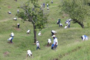 SANTIAGO: Empleados Banco Popular siembran 5,000 árboles