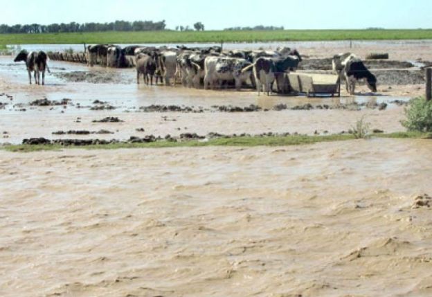 Lluvias arruinan 10,327 tareas de arroz, 5,108 plátanos y 994 yuca imagen