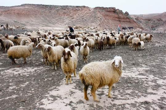 Emprenden Campa A Mundial Erradicar La Peste De Los Peque Os Rumiantes Almomento Net