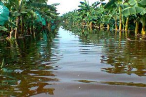 Lluvias dañan 127 mil tareas plátanos, 100 mil de banano y 55 mil de yuca