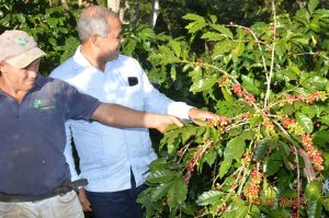 SANTIAGO: Gobierno rehabilita zona cafetalera de Juncalito